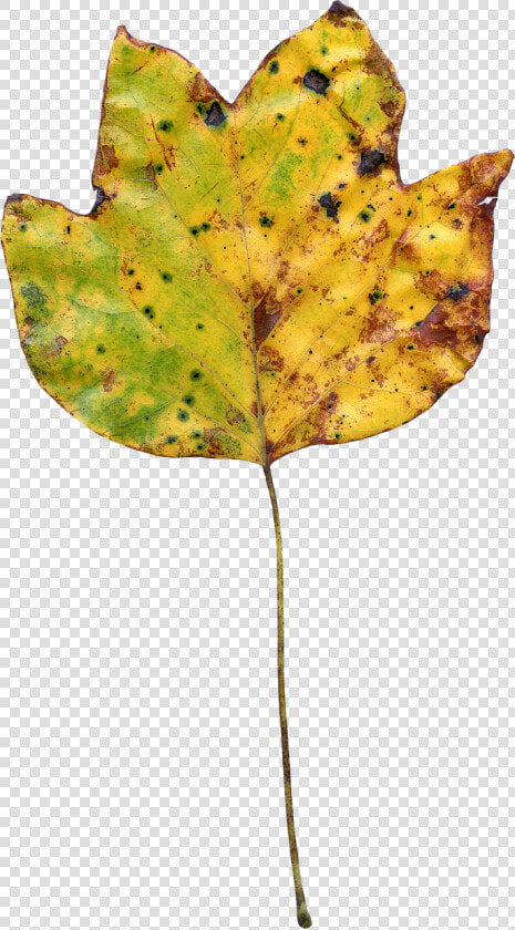 Leaf Autumn Colorful Nature Png Image   Portable Network Graphics  Transparent PngTransparent PNG