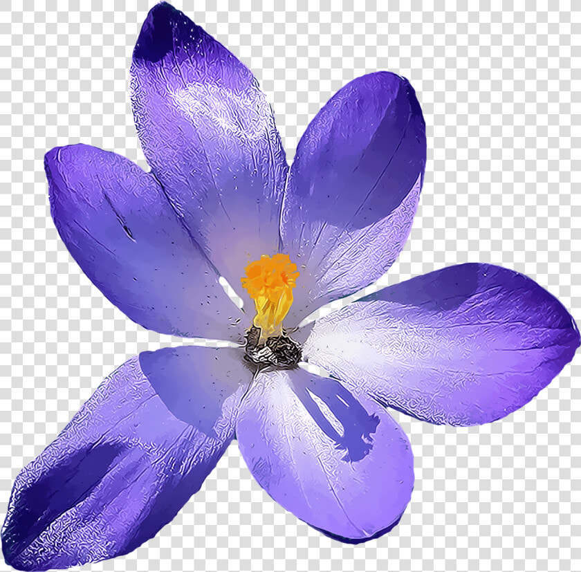 Crocus   Crocus Transparent Background  HD Png DownloadTransparent PNG