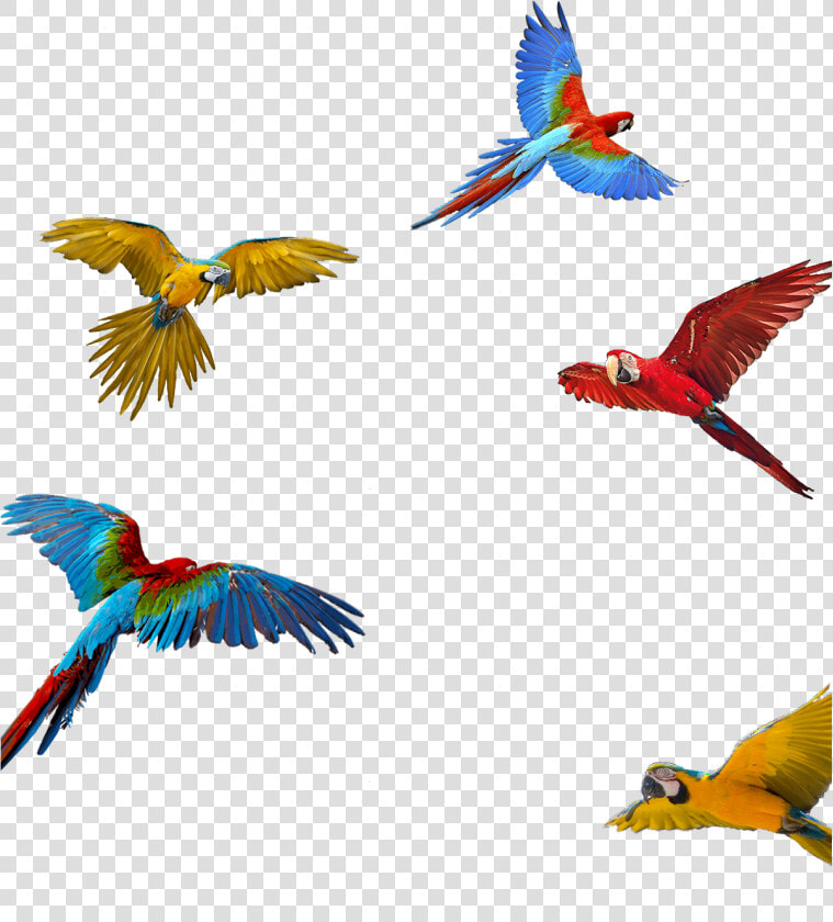 Macaw Download Png  Parrot Png   Vijay Mahar Parrot Background  Transparent PngTransparent PNG