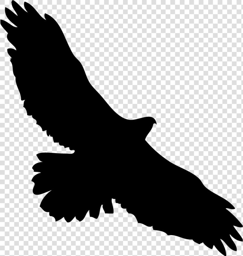 Eagles Clipart Kite Bird   Red Tailed Hawk Icon  HD Png DownloadTransparent PNG