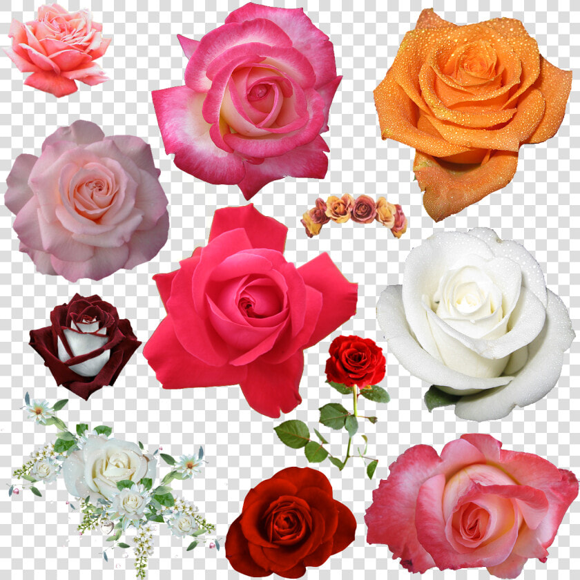 Floribunda  HD Png DownloadTransparent PNG