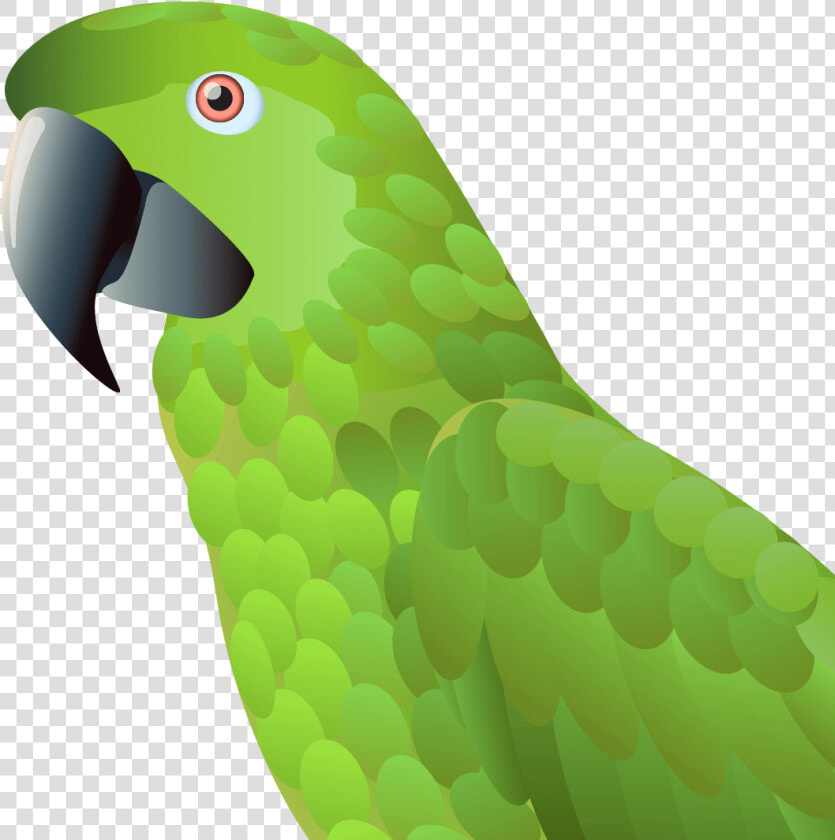 Naija Parrot   Parrots  HD Png DownloadTransparent PNG