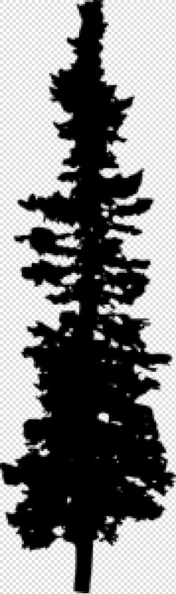 Transparent Pine Tree Silhouette Png   Pine Tree Silhouette  Png DownloadTransparent PNG