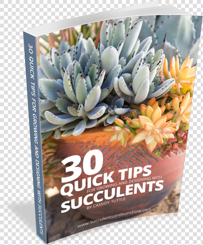 30 Quick Succulent Tips   Agave  HD Png DownloadTransparent PNG