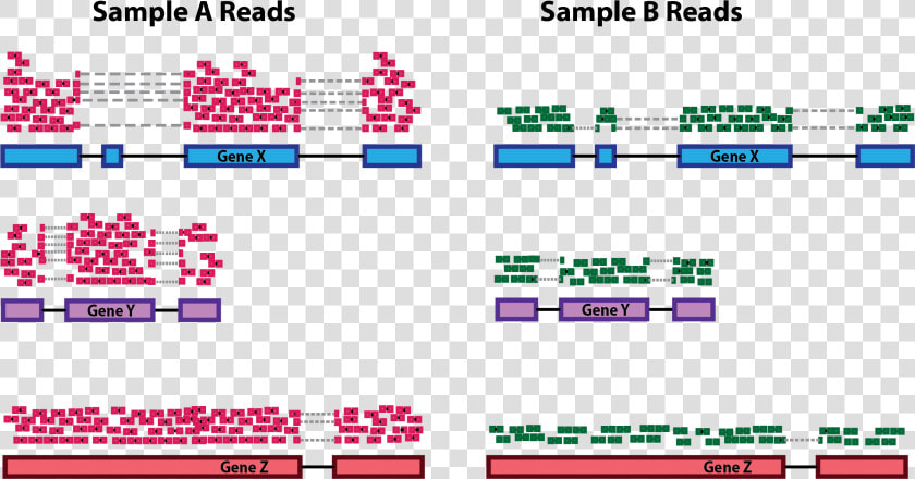 Rna Seq Normalization Depth  HD Png DownloadTransparent PNG