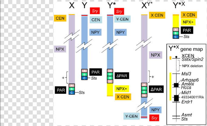 Npx Chromosome  HD Png DownloadTransparent PNG