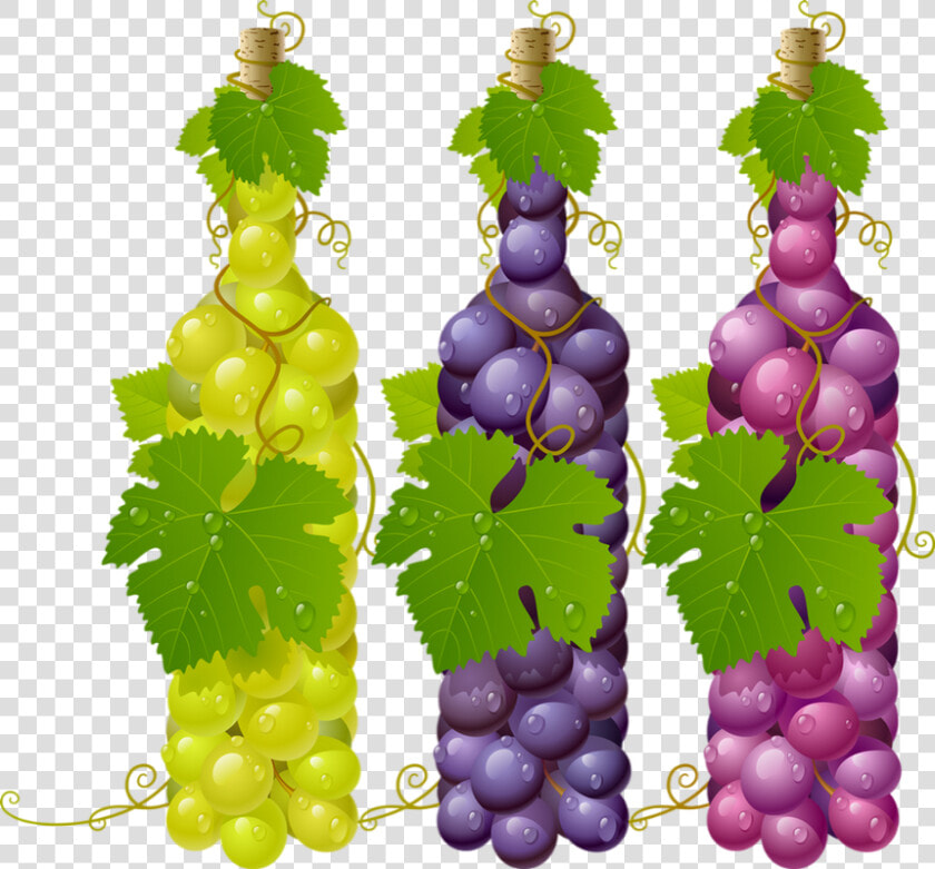 Grapes Vector   Png Download   Grapes Vector  Transparent PngTransparent PNG