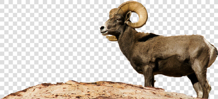 Bighorn Sheep Png   Desert Bighorn Sheep Png  Transparent PngTransparent PNG