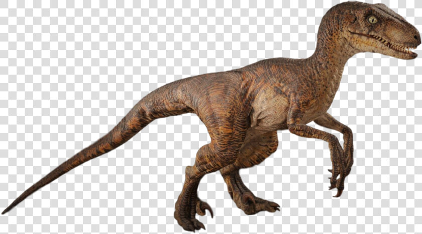 Dinosaur animal Figure terrestrial   Jurassic Park Velociraptor Png  Transparent PngTransparent PNG