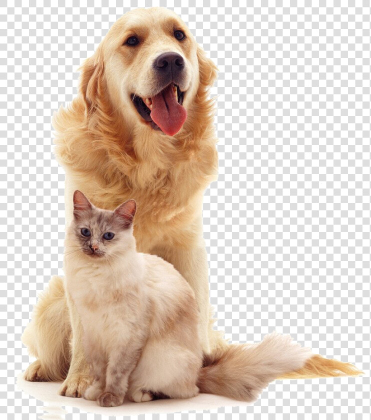 Perro Animales Gato   Gato Y Perro Png  Transparent PngTransparent PNG