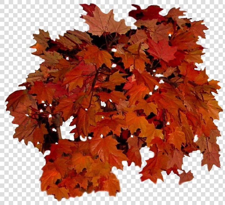 Fall Leaves Transparent Background   Real Fall Leaves Png  Png DownloadTransparent PNG