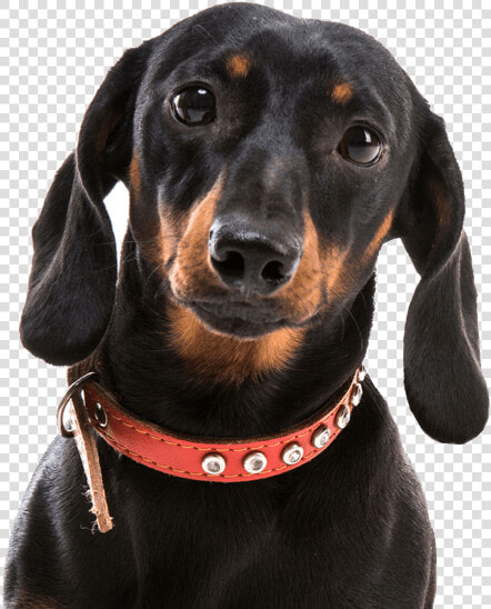 Dachshund Png   Dachshund Transparent  Png DownloadTransparent PNG