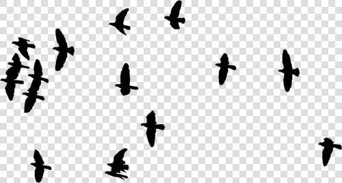 Flock Of Birds Image   Silhouette Of Flock Birds  HD Png DownloadTransparent PNG