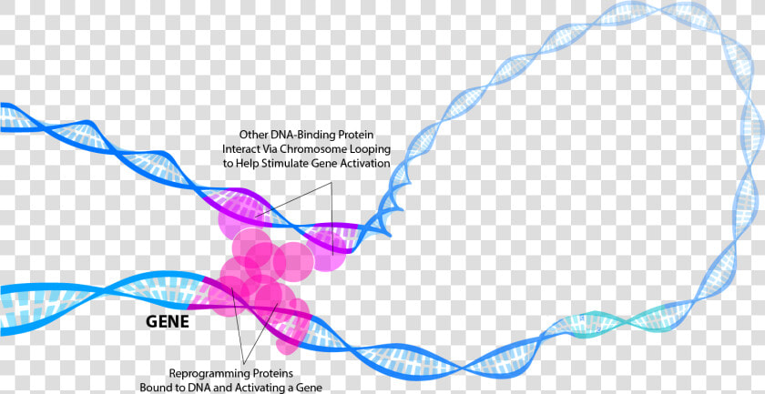 Transcription Factors  HD Png DownloadTransparent PNG