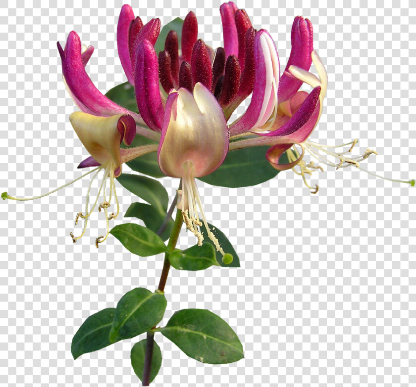 Honeysuckle Flower Png  Transparent PngTransparent PNG