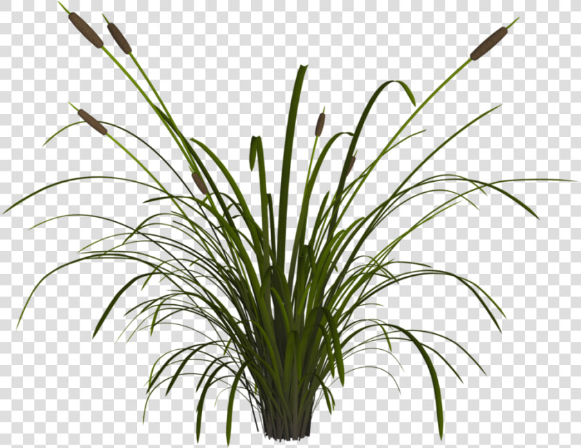 Transparent Reed Png   Png Transparent Reeds Png  Png DownloadTransparent PNG