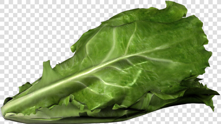 Romaine Lettuce Bent  HD Png DownloadTransparent PNG