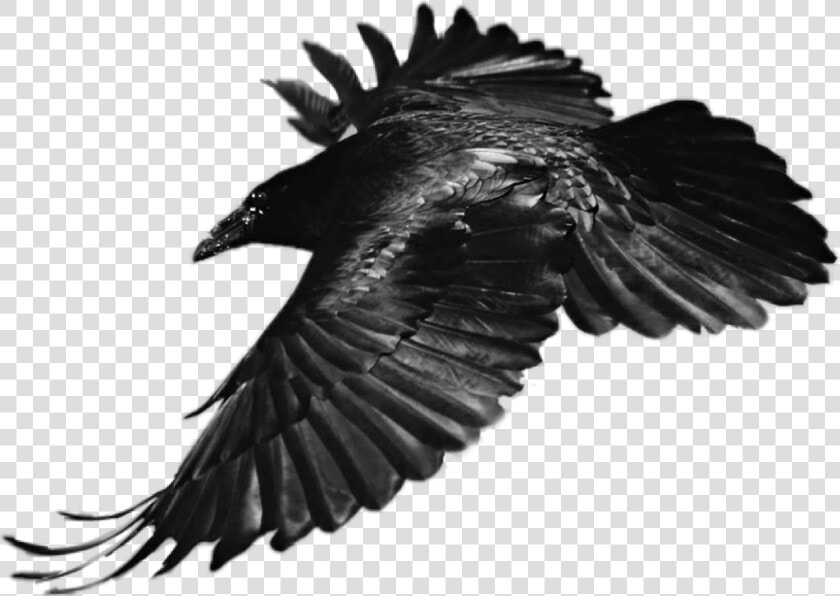  sticker  raven  bird  flying  black   Eagle Feather Black And White Png  Transparent PngTransparent PNG