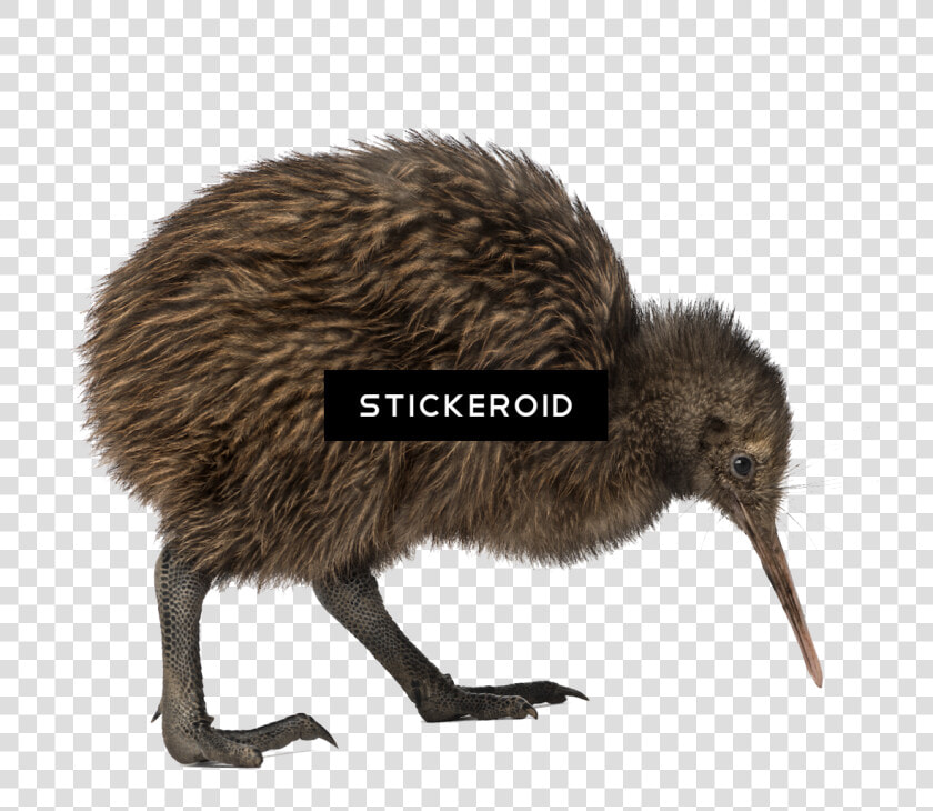 Bird With No Wings   Png Download   Kiwi Bird Side  Transparent PngTransparent PNG