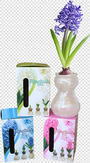 Grape Hyacinth  HD Png DownloadTransparent PNG