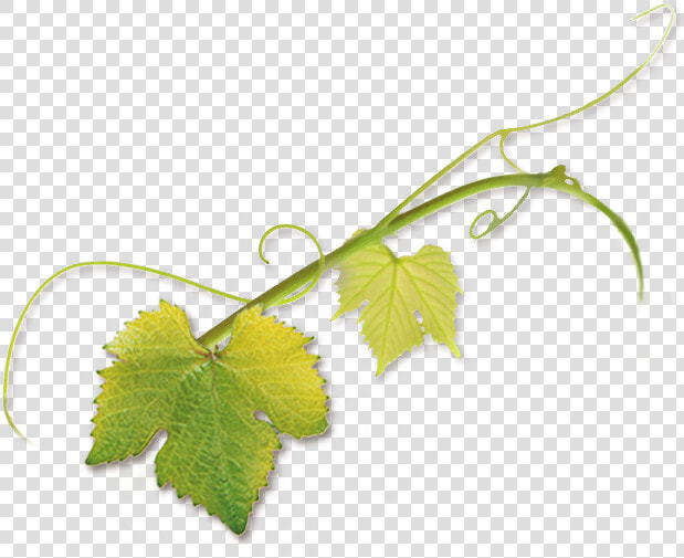 Grape Vine Tendril  HD Png DownloadTransparent PNG