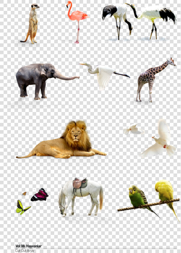 Wild Animals Png   Adaptation Of Terrestrial Animals  Transparent PngTransparent PNG