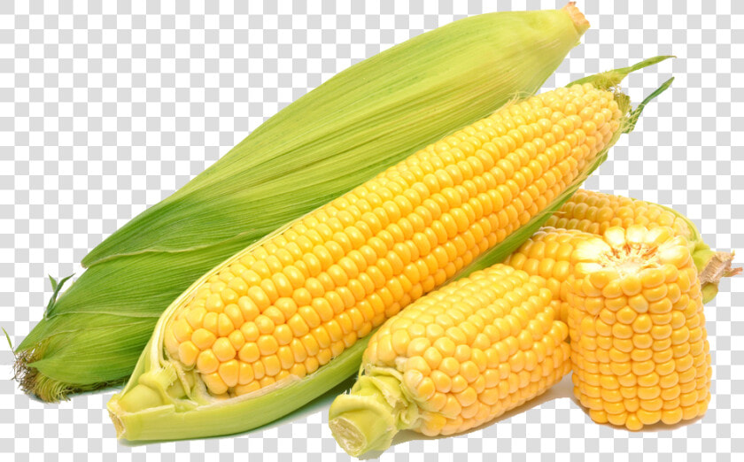 Corn On The Cob Maize Sweet Corn   Corn Png  Transparent PngTransparent PNG