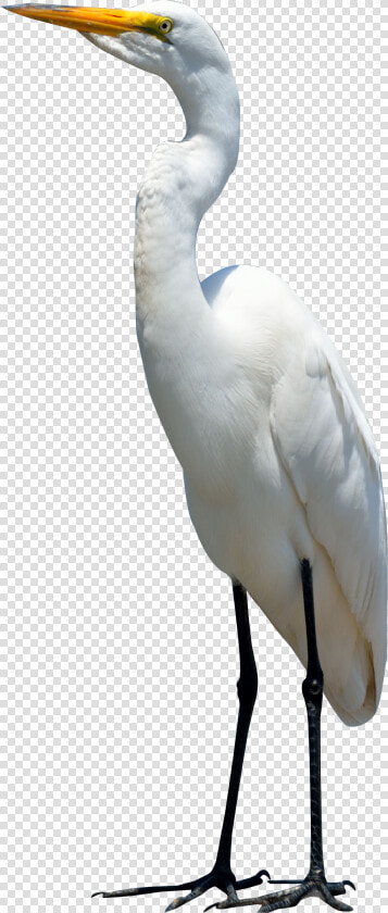 Egret Bird Png Image   Bird Png  Transparent PngTransparent PNG