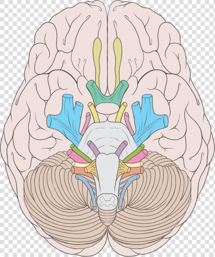 Cranial Nerves Ventral View  HD Png DownloadTransparent PNG