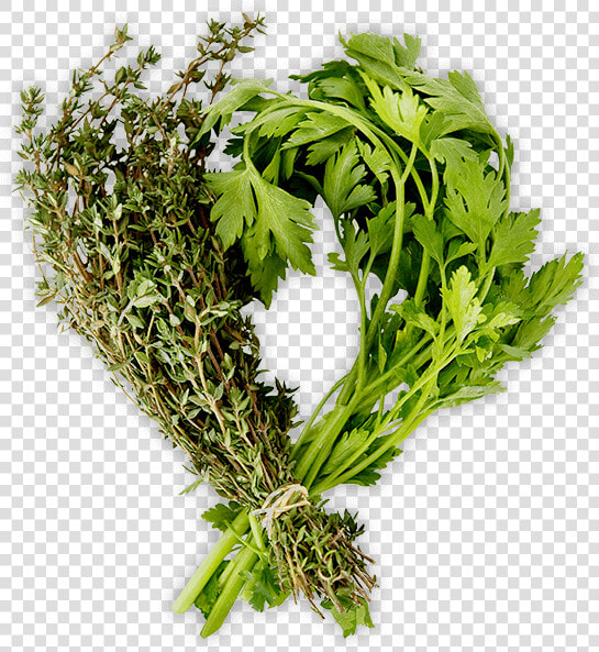 Herbs Png  Transparent PngTransparent PNG