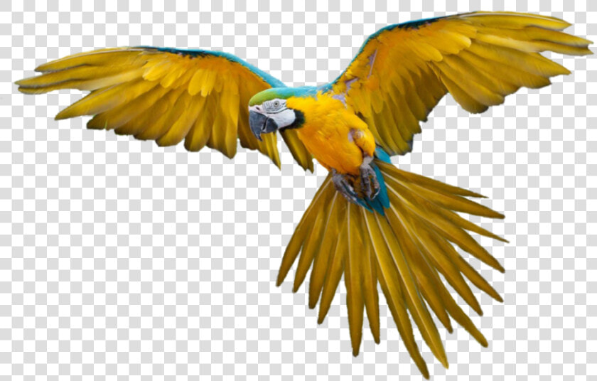  bird  parrot  hummingbird  fly  flying  flyingbird  HD Png DownloadTransparent PNG