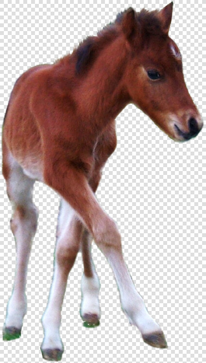 Horse And Foal Png   Horse Foal Transparent Background  Png DownloadTransparent PNG