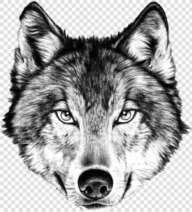 Wolves Transparent Angry   Wolf Face Drawing  HD Png DownloadTransparent PNG