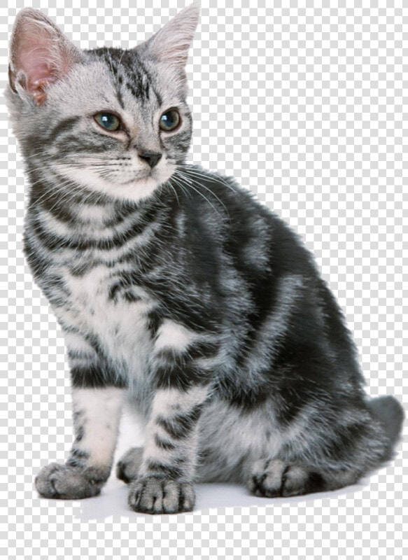 Ragdoll And American Shorthair  HD Png DownloadTransparent PNG