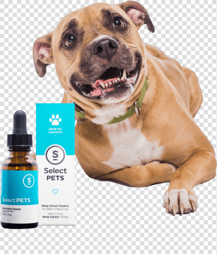 Las Vegas Pet Cbd Tinctures   Select Cbd Pets  HD Png DownloadTransparent PNG