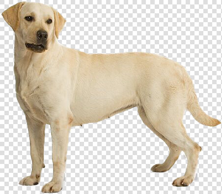 Labrador Retriever Png File Download Free   Labrador Dog Hd Png  Transparent PngTransparent PNG