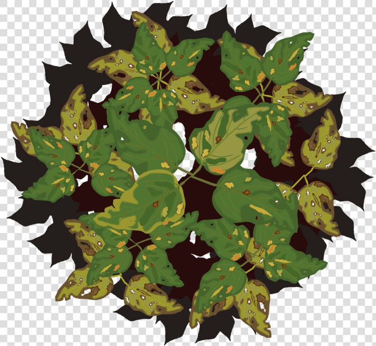 Plant flower leaf   Disease Of Plant Png  Transparent PngTransparent PNG