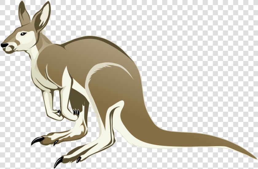 Download Kangaroo Png Transparent Images Transparent   Transparent Background Kangaroo Clipart Png  Png DownloadTransparent PNG