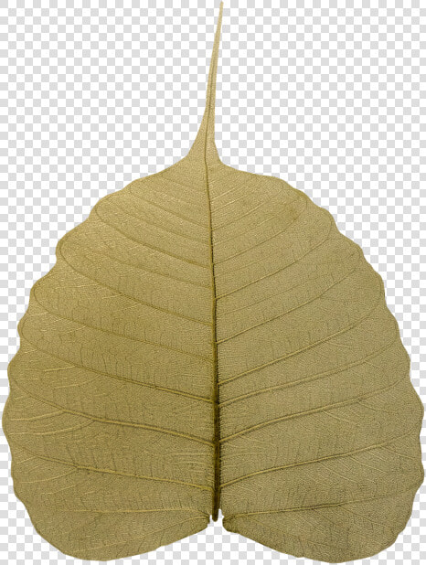 Bodhi Leaf Wilted   Maidenhair Tree  HD Png DownloadTransparent PNG