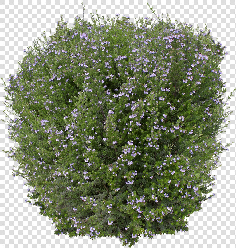 Ozbreed Shrub And Groundcover Varieties   Lilac Hibiscus  HD Png DownloadTransparent PNG