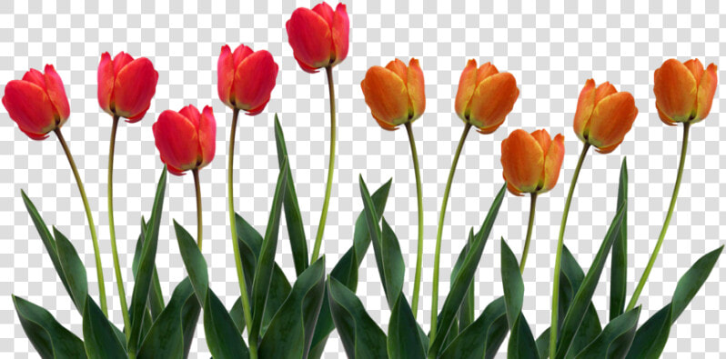 Tulip Png Images Clipart   Tulips Clipart  Transparent PngTransparent PNG