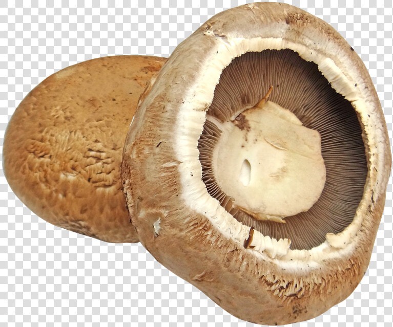 Portobello   Portobello Mushroom Transparent Background  HD Png DownloadTransparent PNG