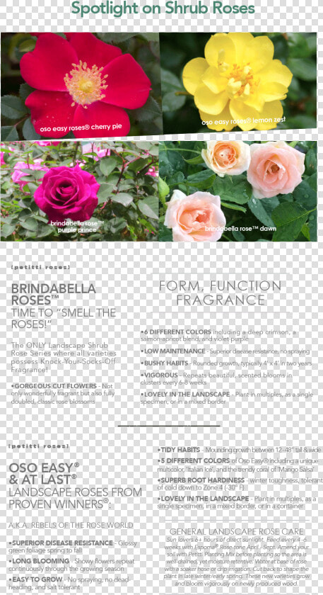 Floribunda  HD Png DownloadTransparent PNG