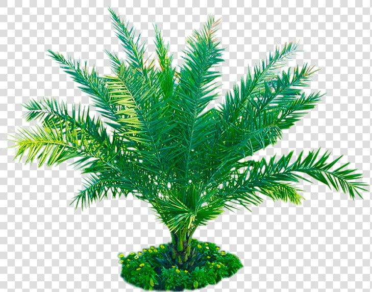 Free Download Palm Plant Png Image Transparent Background   Attalea Speciosa  Png DownloadTransparent PNG