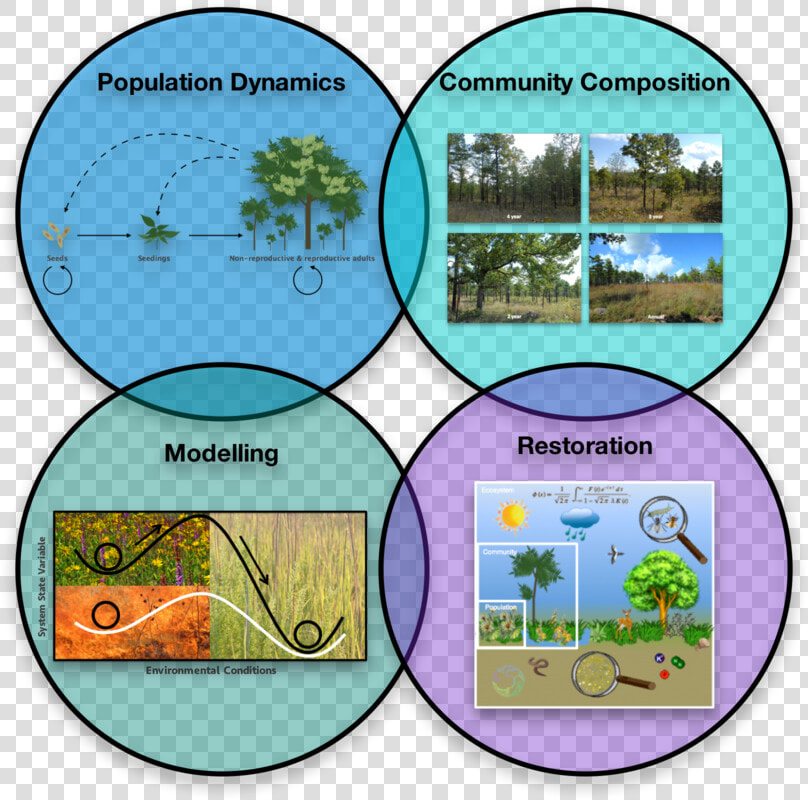 Community Dynamics In Ecology  HD Png DownloadTransparent PNG