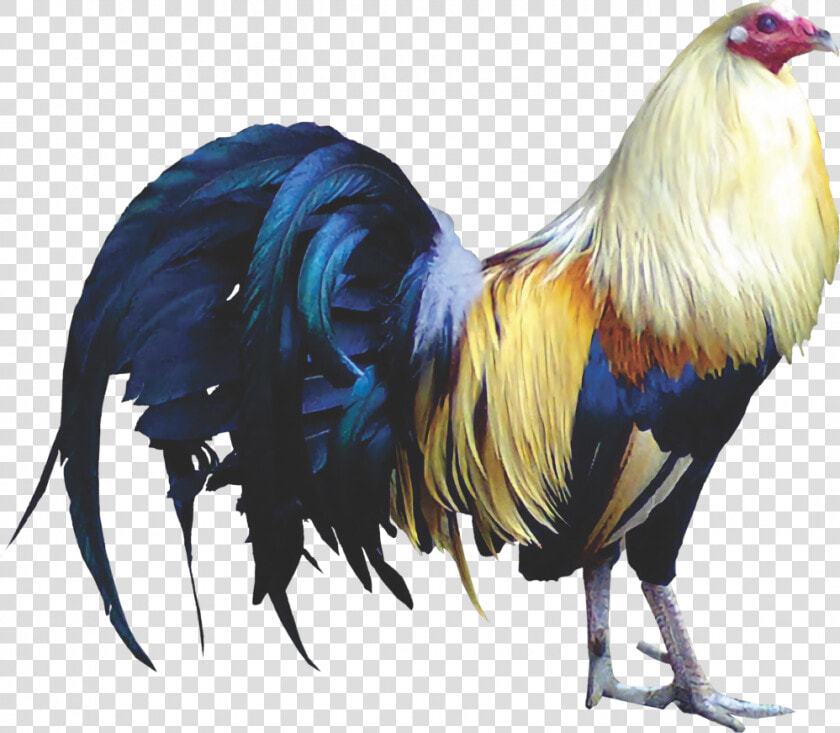 Gallery png   Gallo De Pelea Png  Transparent PngTransparent PNG