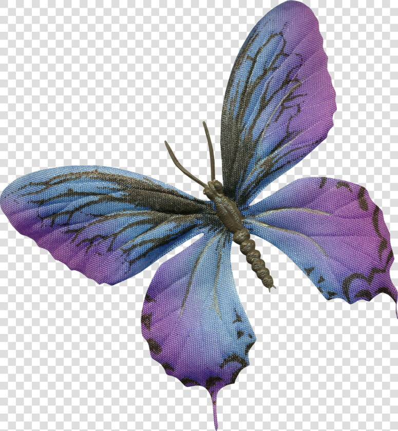 Lepidoptera  HD Png DownloadTransparent PNG