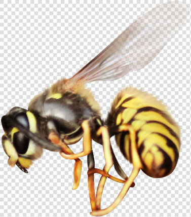  mq  bee  insect  flying  animal  animals   Honeybee  HD Png DownloadTransparent PNG