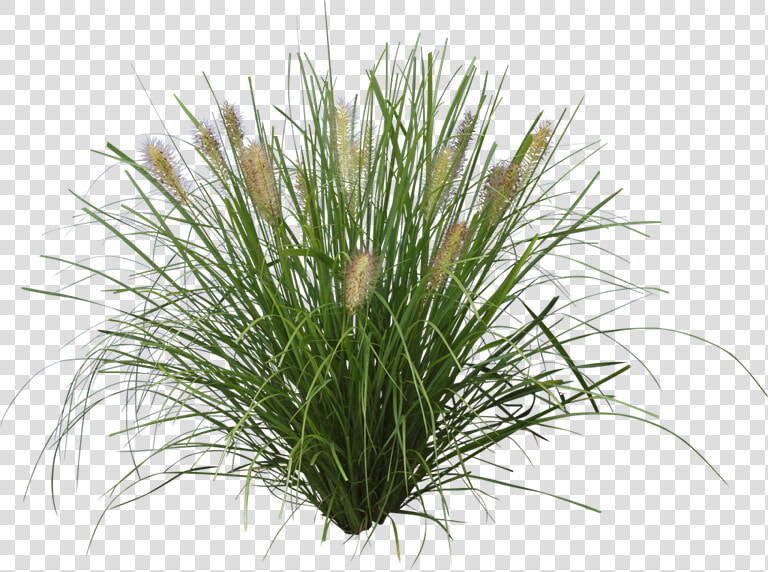 Grasses Png  Transparent PngTransparent PNG