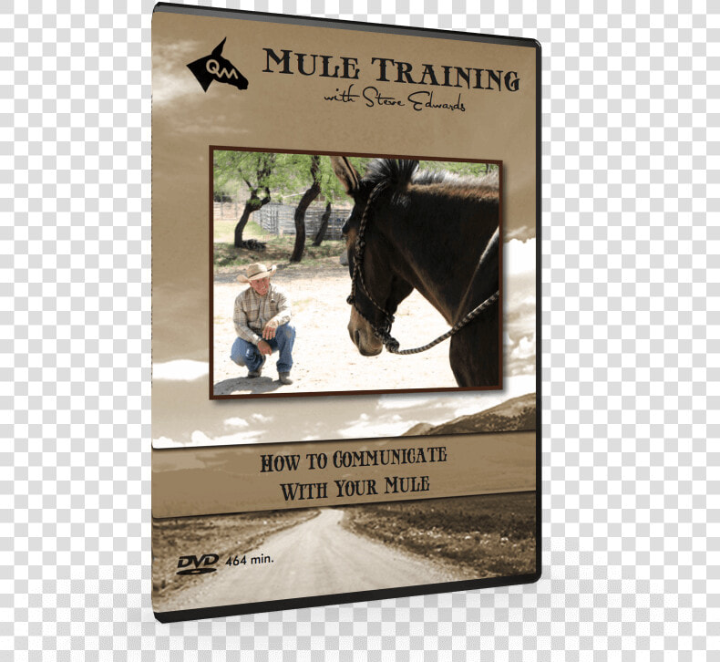 How To Communicate  Mule Training Techniques Video   Stallion  HD Png DownloadTransparent PNG